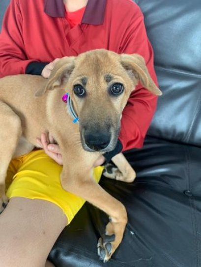 น้อยหน่ากับการผ่าตัดกระดูกสันหลัง